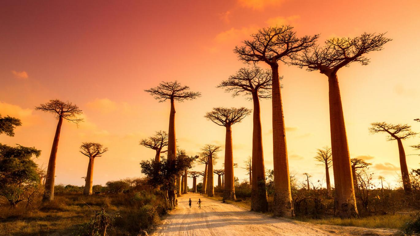 Children running on path through boabab trees