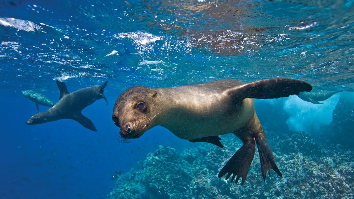 Sea Lion in Galapagos