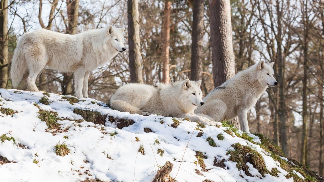 Wolves