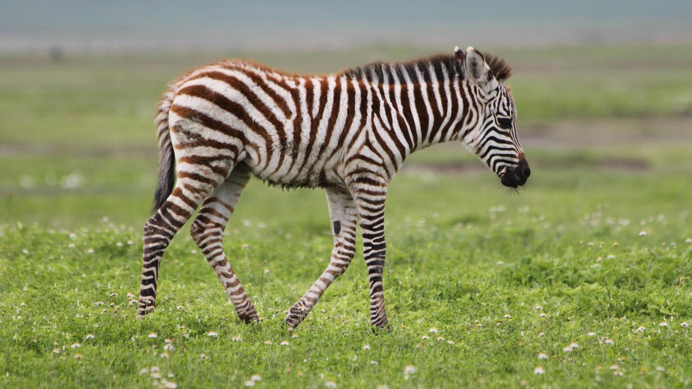 Zebra