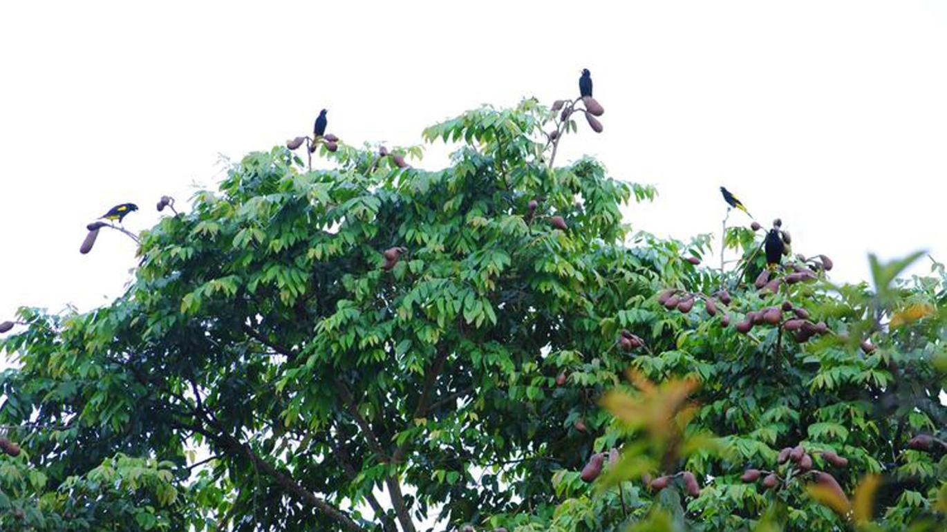Birds in tree