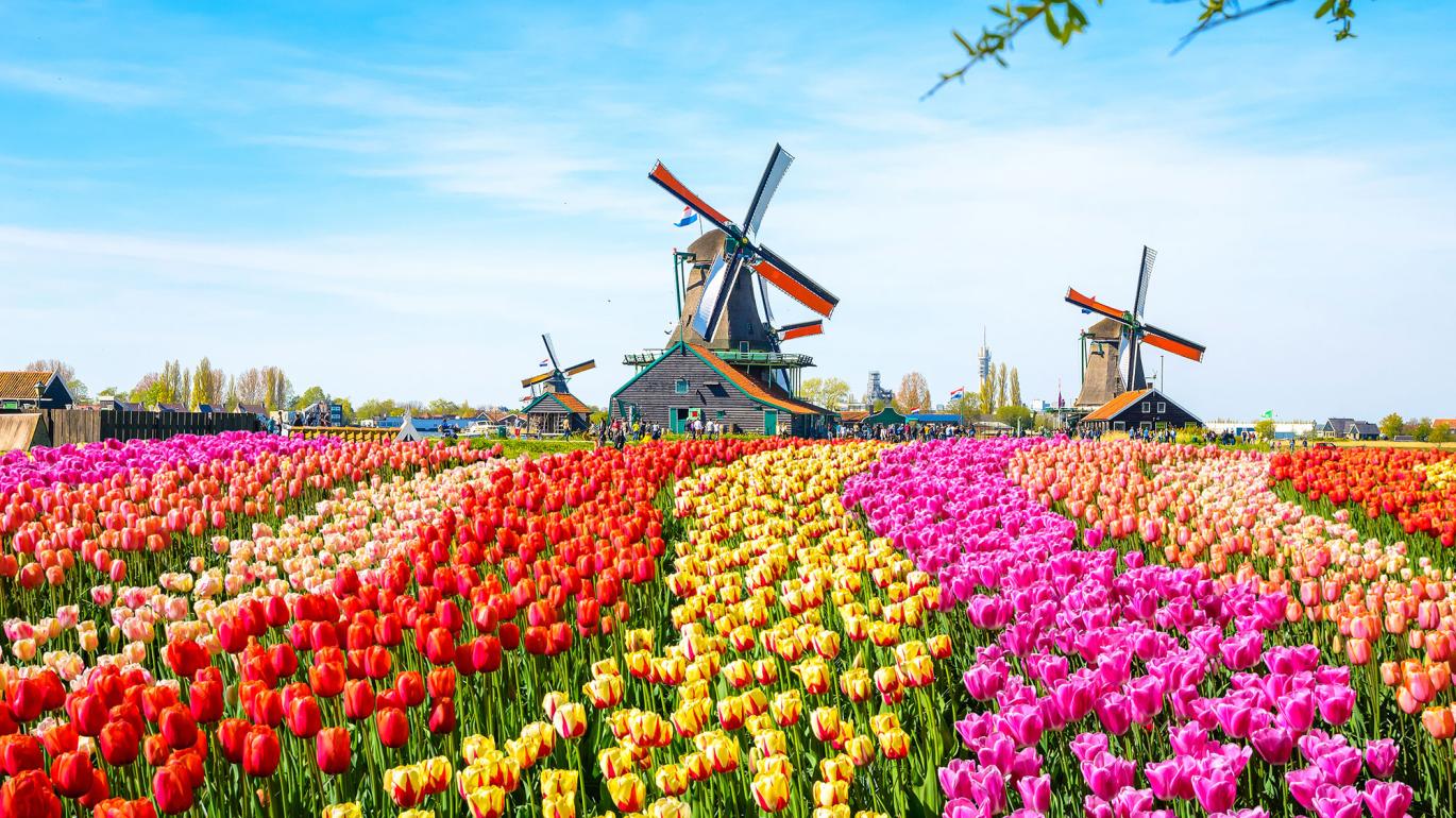 Tulip field and windmills