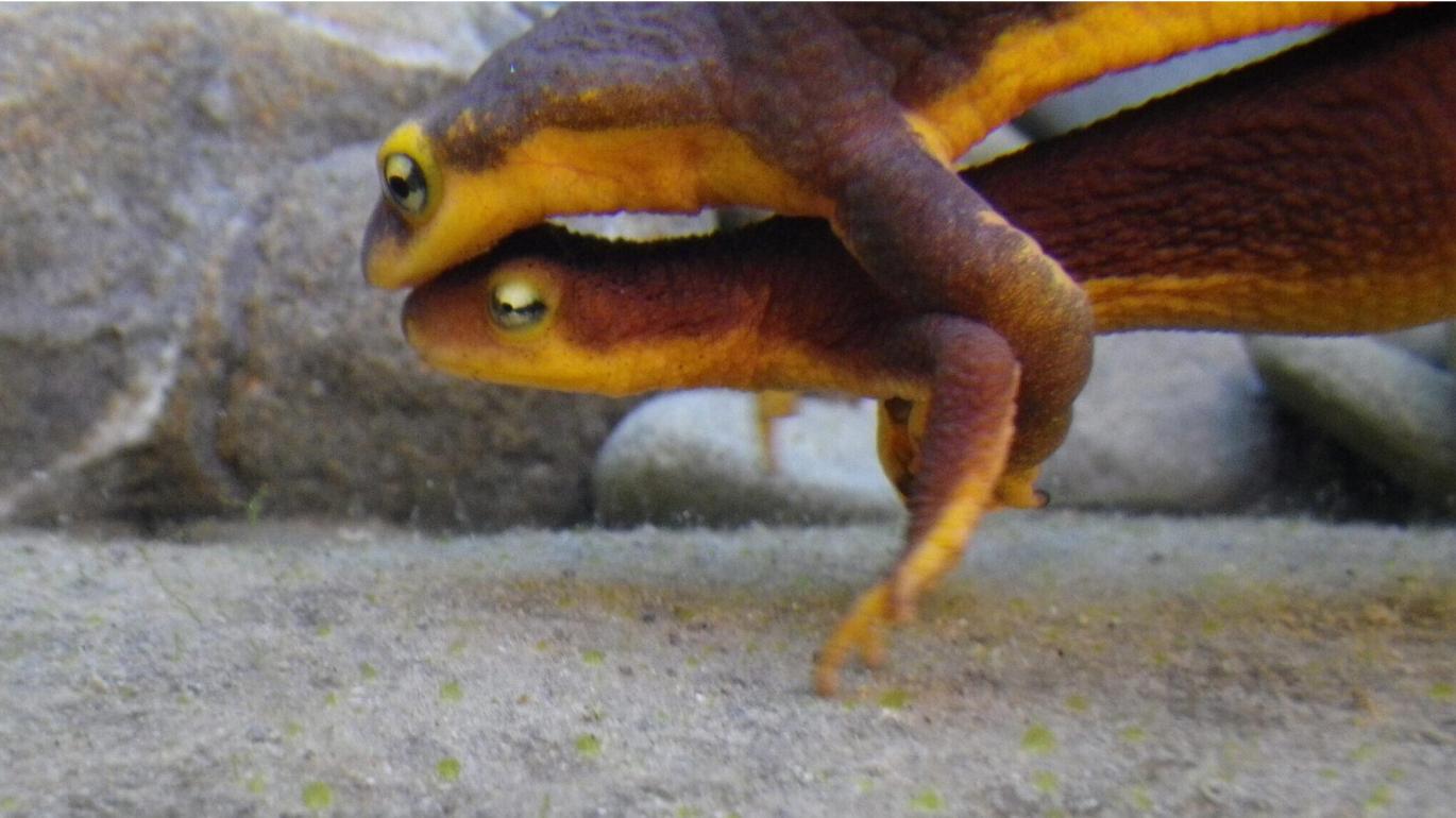 two lizards