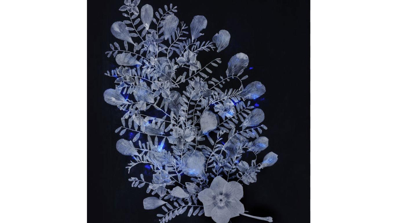 Dor Guez, Lilies of the field #1