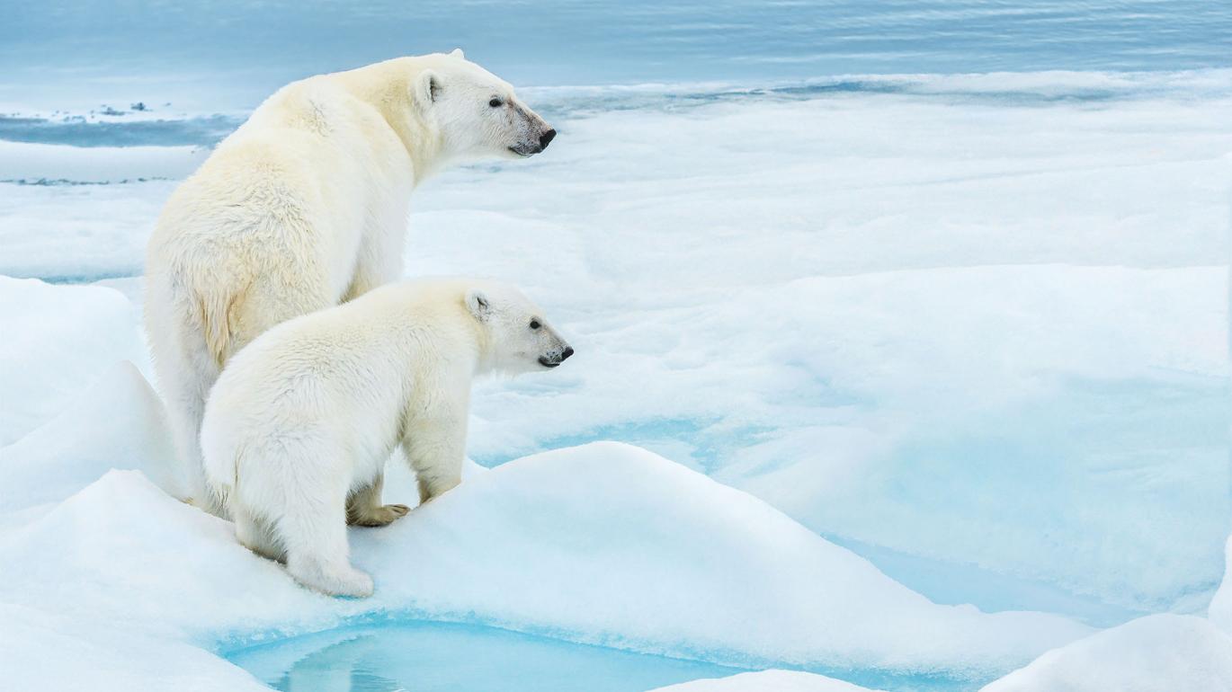 View from the Arctic: A Journey Through the Ice, from Svalbard, to