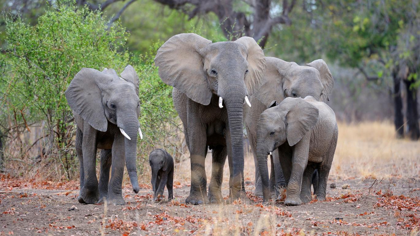 Elephants