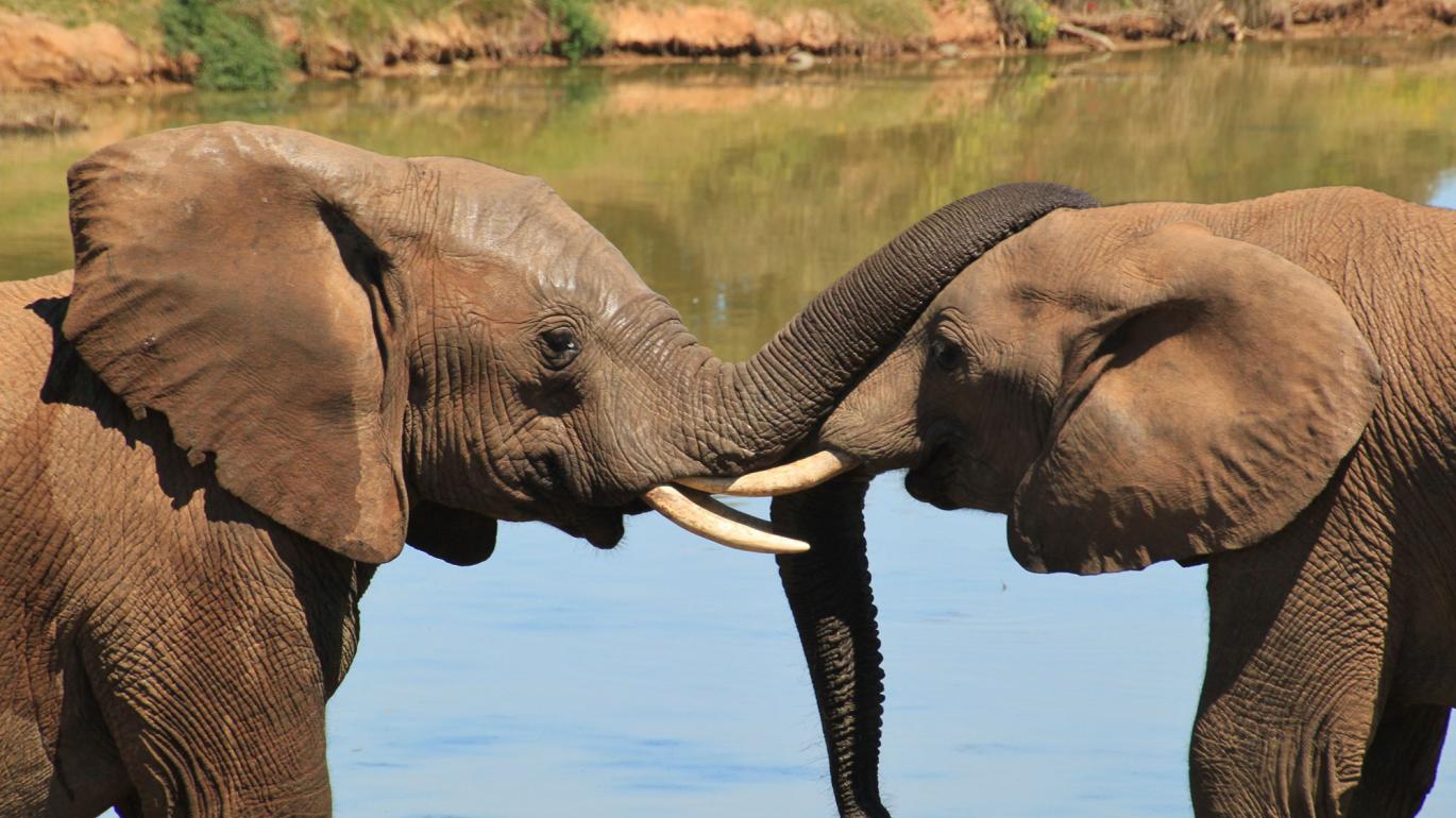 Two elephants in Africa