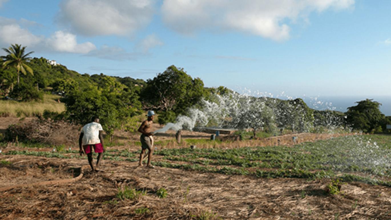 Caribbean farmers