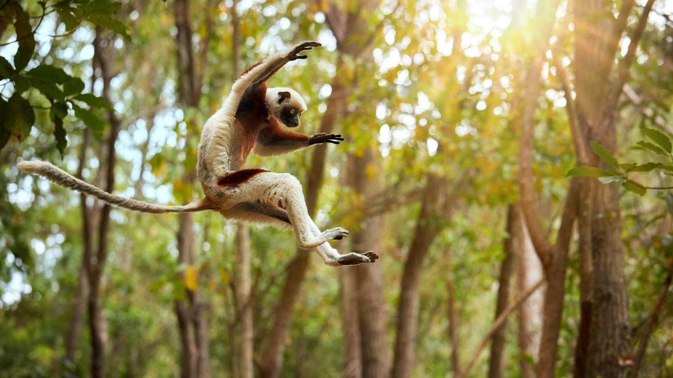 Lemur in Madagascar