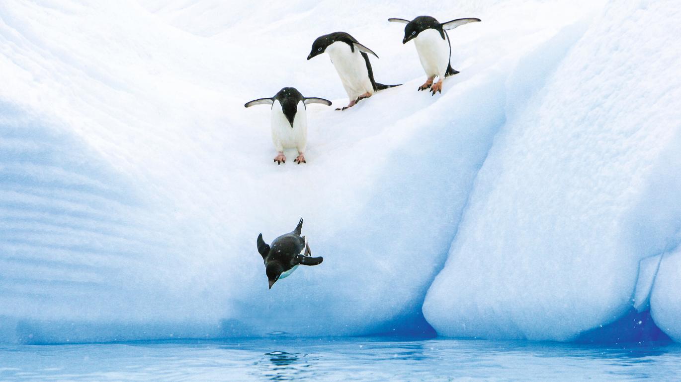 Penguins jumping into the water in Antartica