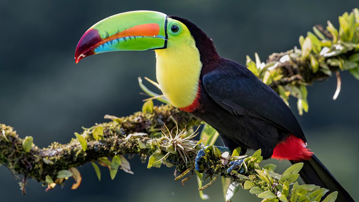 Toucan in Costa Rica