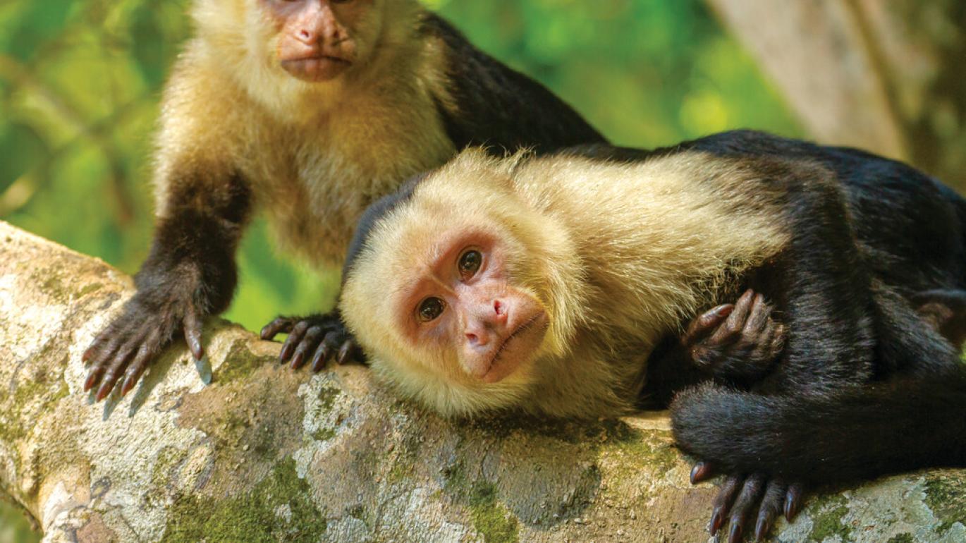 Two white faced Capuchin Monkeys in Costa Rica