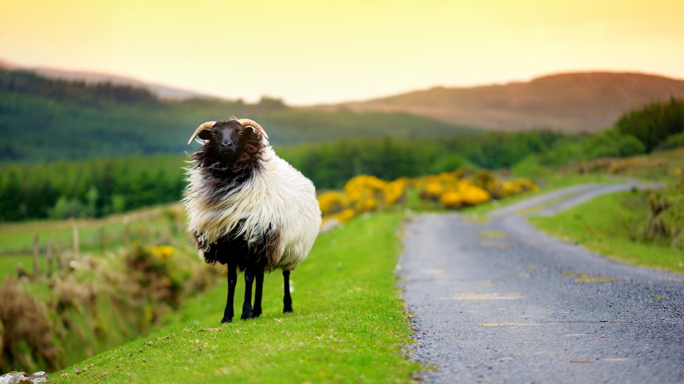 Sheep in Ireland