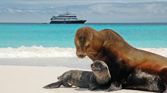 Two sea lions on the beach