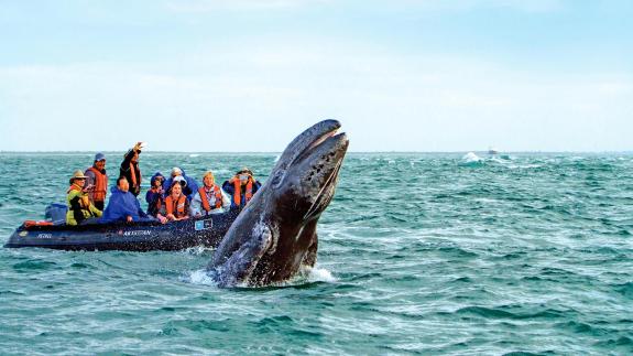 Whale Watchers in a Boat