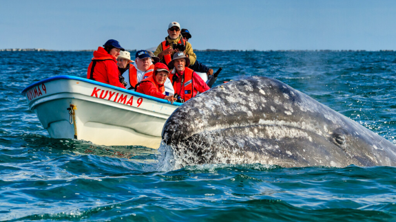 People on a boat with a whale next to the boat
