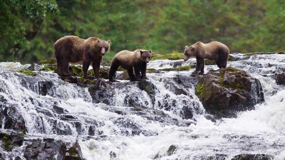 Brown Bears in Alaska