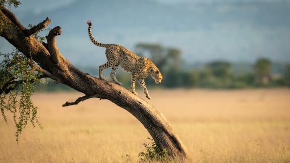 Cheetah on a tree in Tanzania