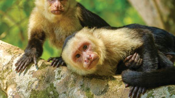 Two white faced Capuchin Monkeys in Costa Rica