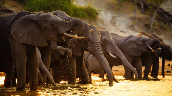 Elephants in Africa 
