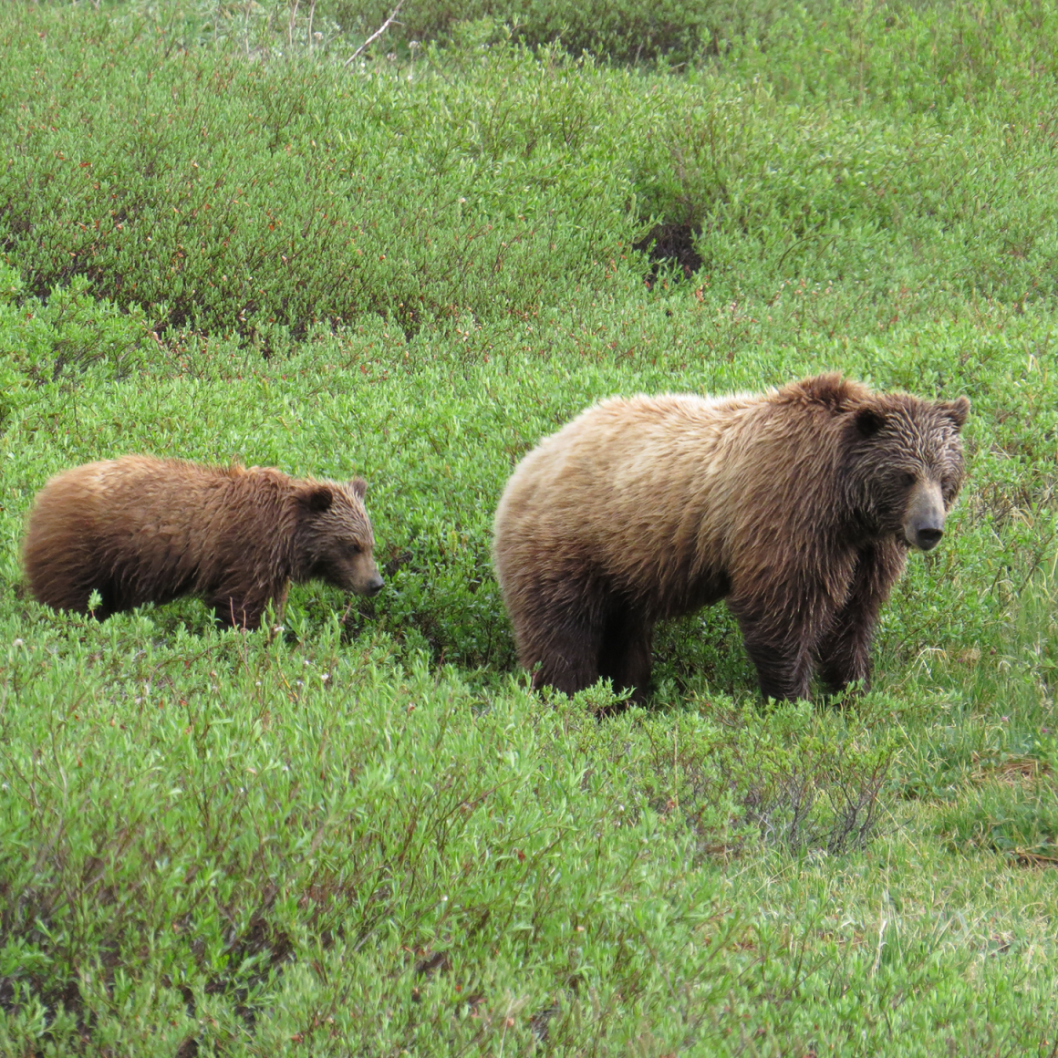 Bears in wild in Alaska