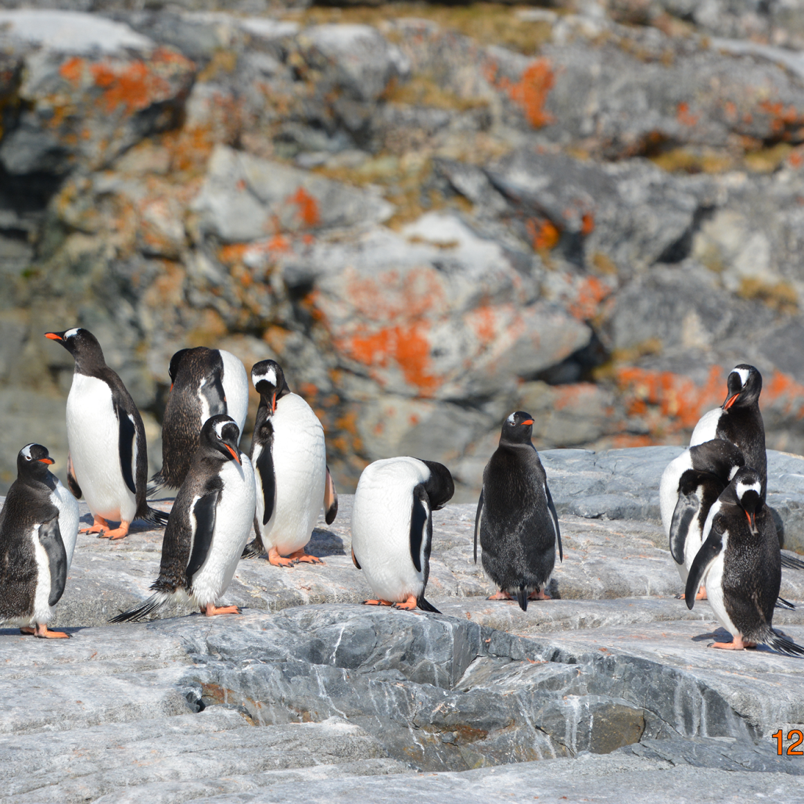 Penguins in Antarctica