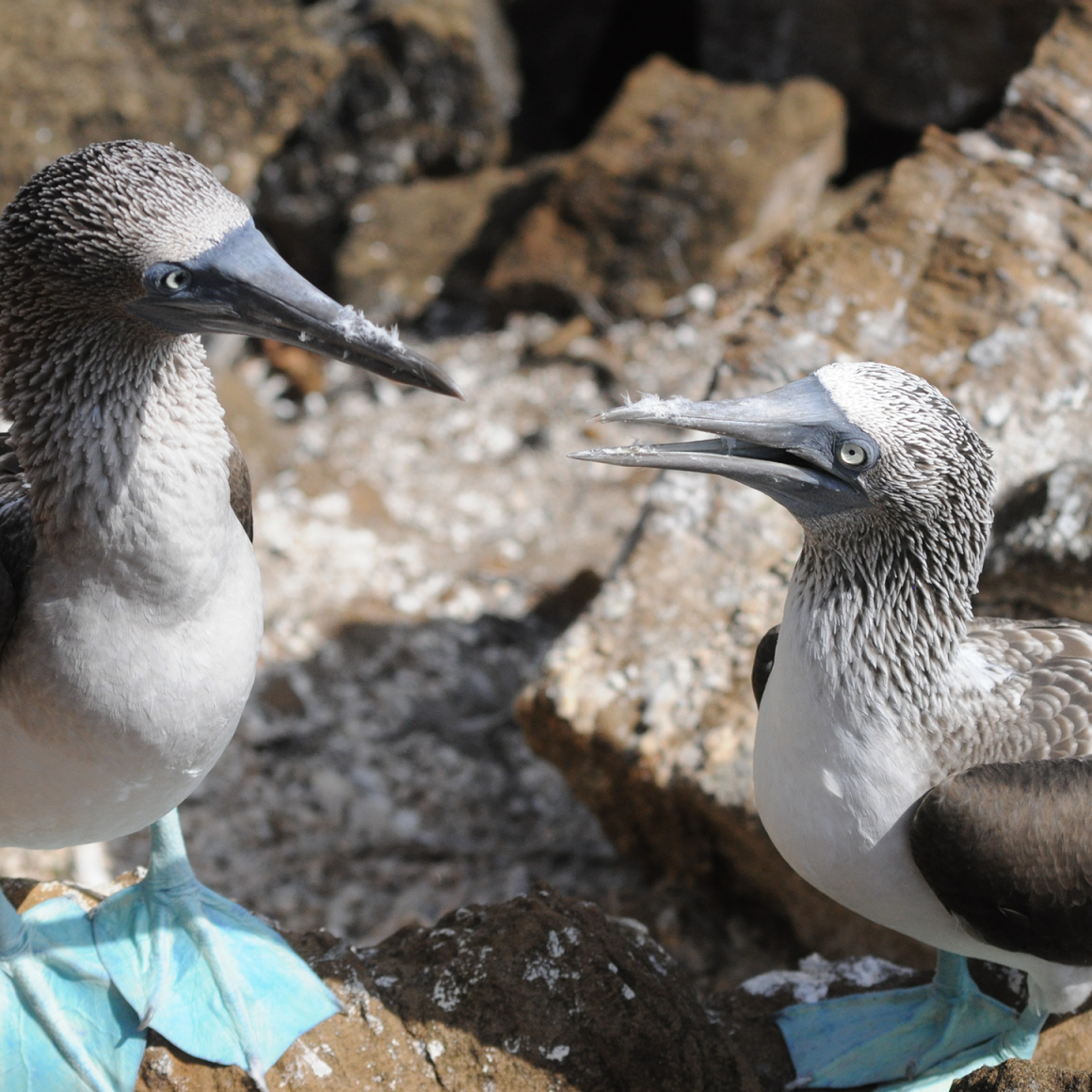 Blue-footed boobies in the Galapagos.