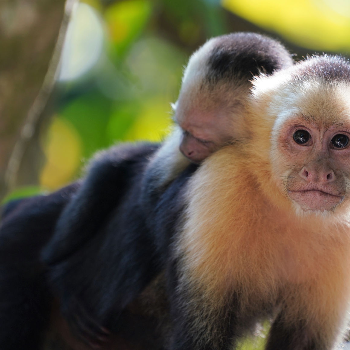 White headed Capuchin