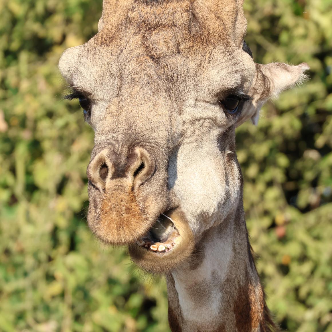 giraffe.jpg giraffe.jpg