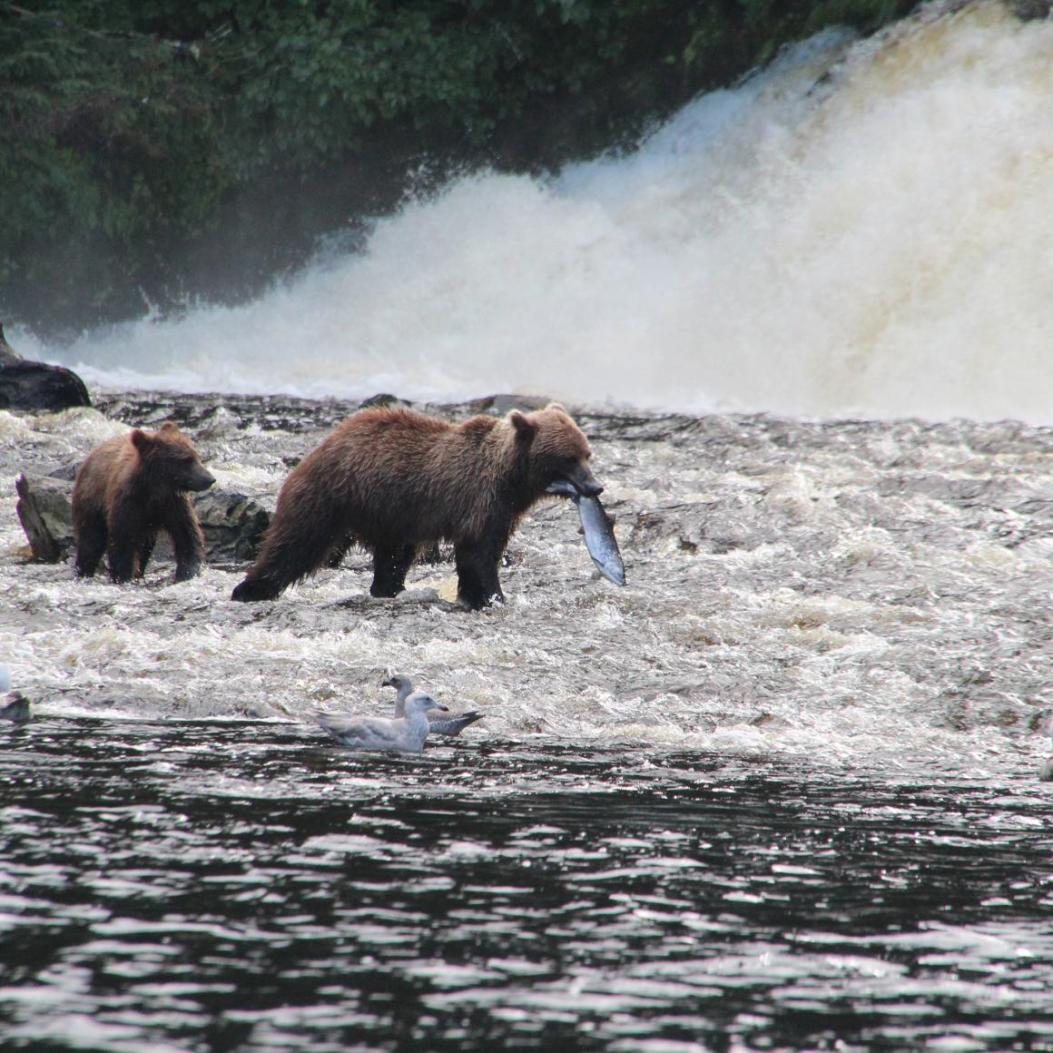 grizzlies.jpg grizzlies.jpg