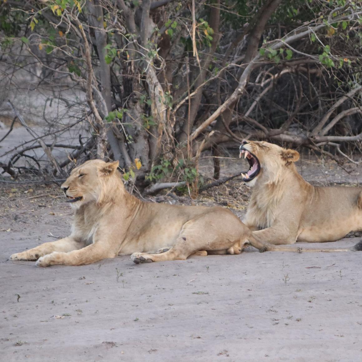 lion_teeth.jpg lion_teeth.jpg
