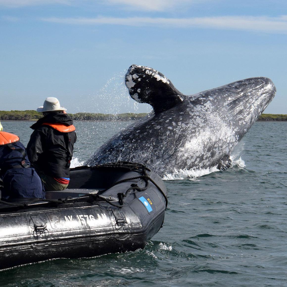 Breaching whale with boat of people very close to whale