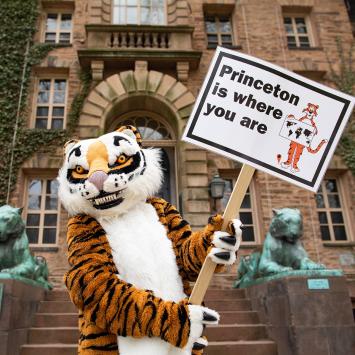 Tiger with sign that says Princeton Is Where You are