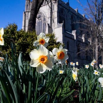 Flowers on the Princeton campus