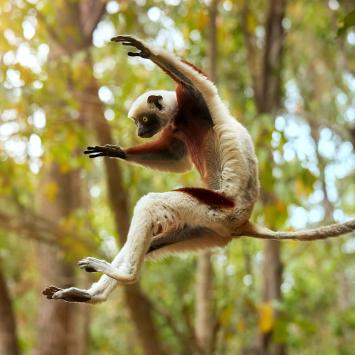 A lemur leaps from a tree in the forest