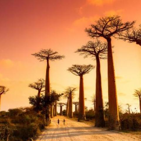 Madagascar Trees