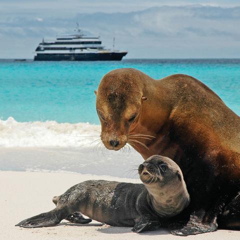 Two sea lions on the beach