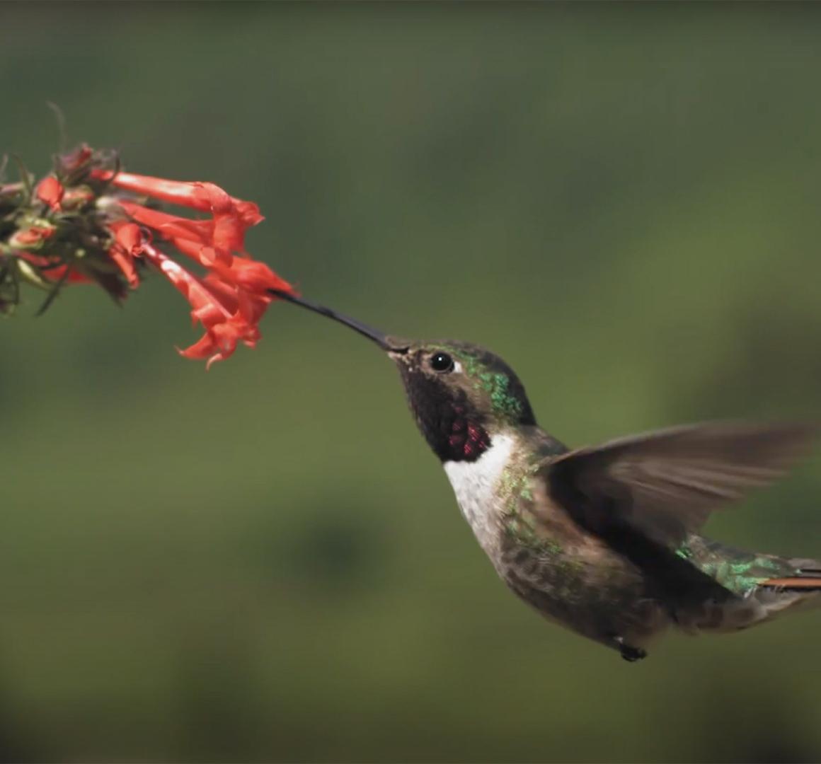 A hummingbird hovering in the air near a flower