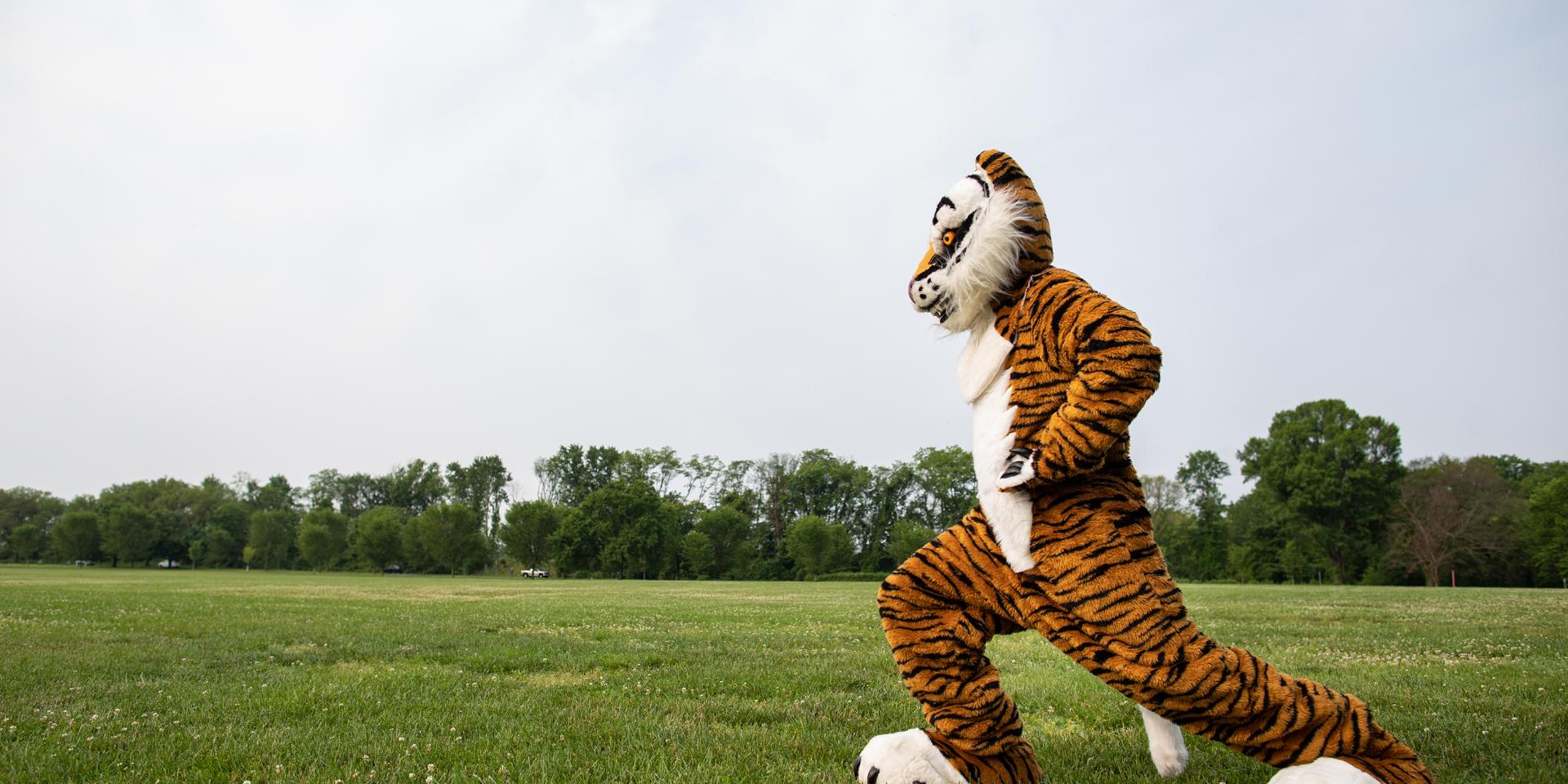 Tiger mascot running across a field