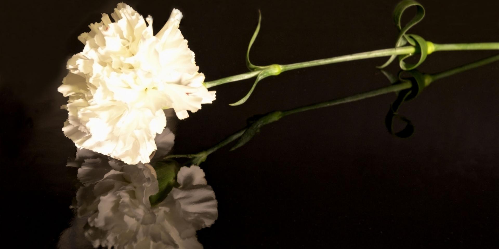 carnation flower