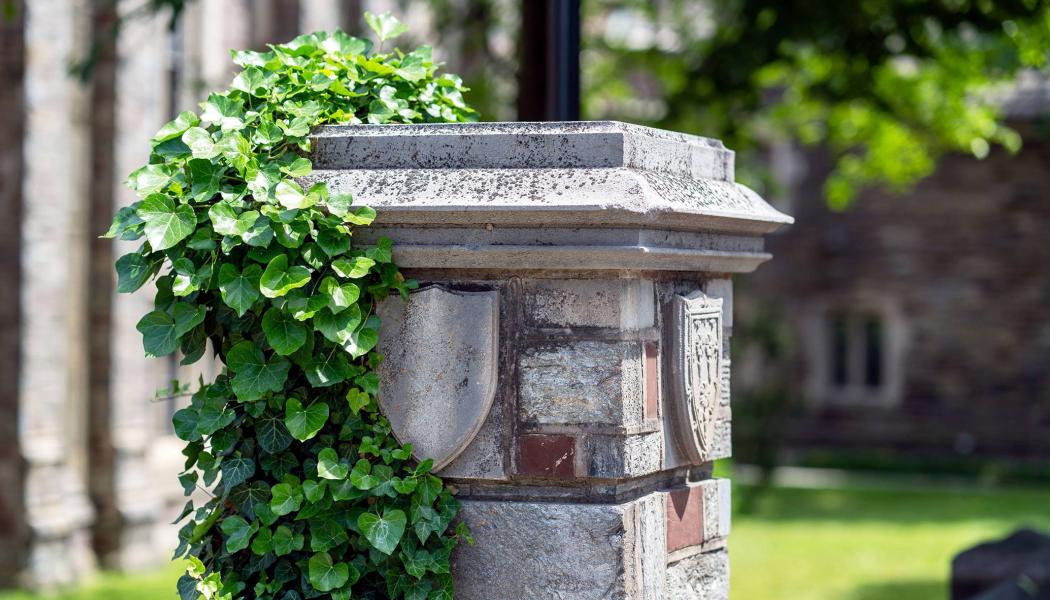 Ivy climbing up a campus pillar