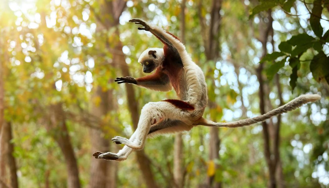 A lemur leaps from a tree in the forest