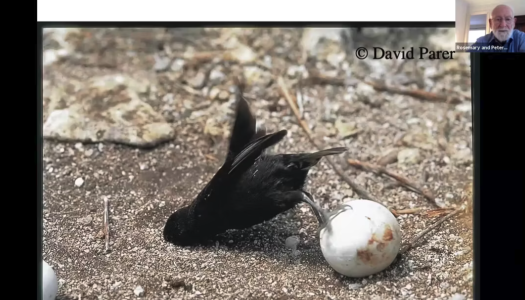 Screenshot of Vimeo Thumbnail