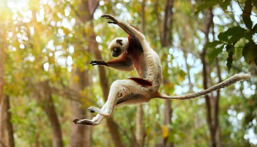 A lemur leaps from a tree in the forest