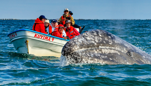 People on a boat with a whale next to the boat