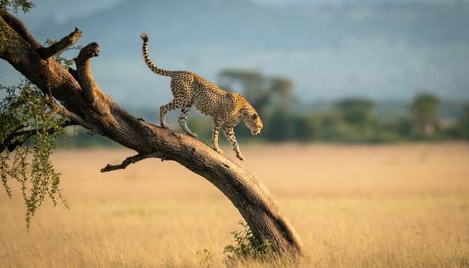 Cheetah on a tree in Tanzania