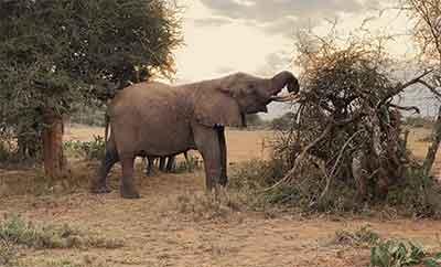 Elephants at Mpala