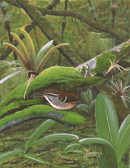 Fitzpatrick discovered the bar-winged wood-wren in Peru and, with this acrylic, was also the first to illustrate the bird in 1977