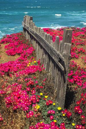 a beach with a fence and lots of flowers covering